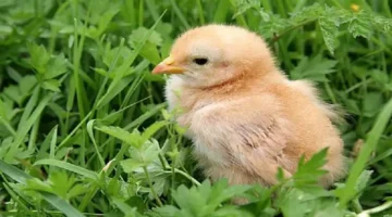 تحديث صباحي.. سعر الكتاكيت البيضاء 17 يناير 2026 في بورصة الدواجن